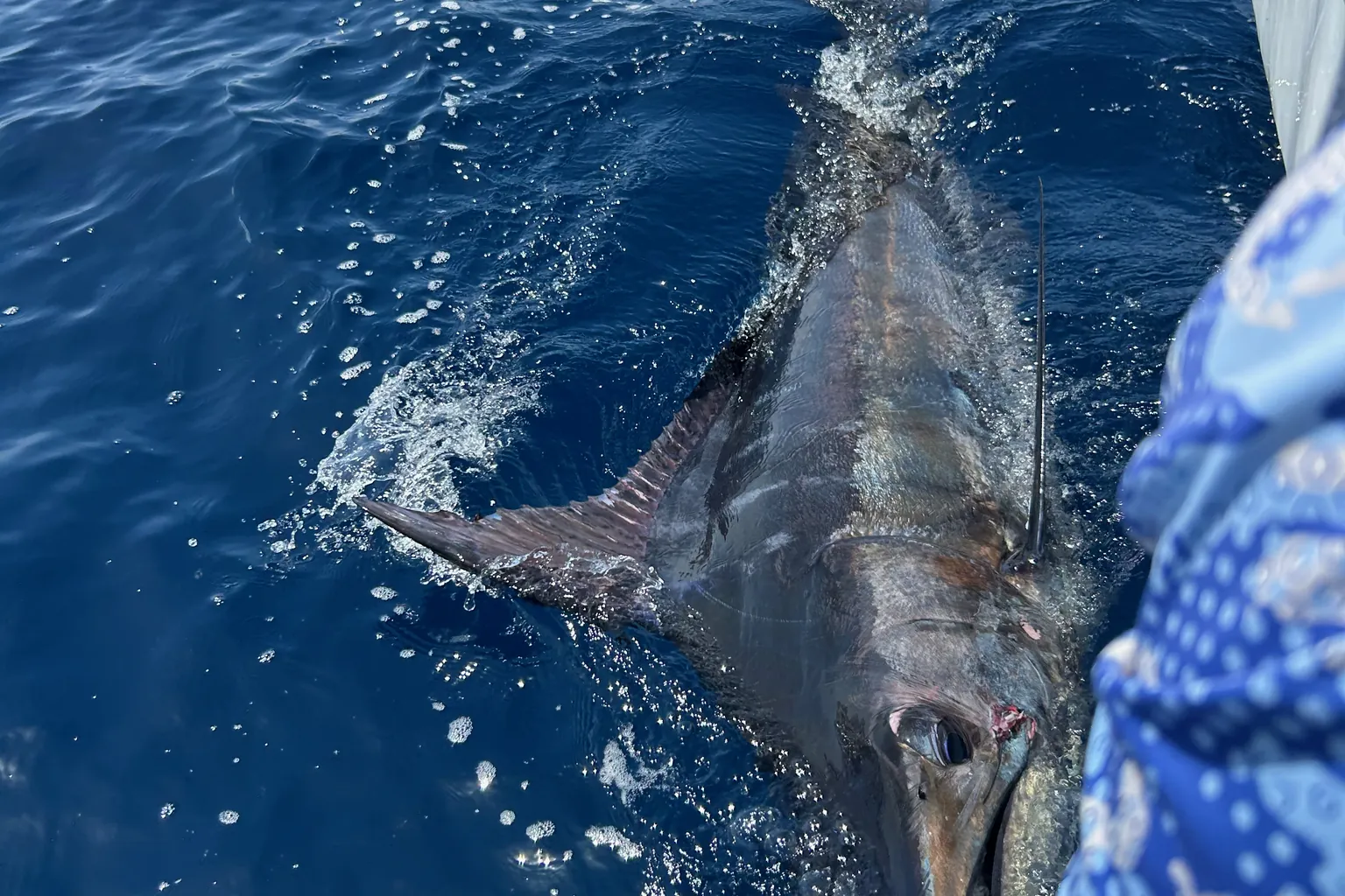 Pesce con il rostro in superficie accanto alla barca, tenuto in acqua
