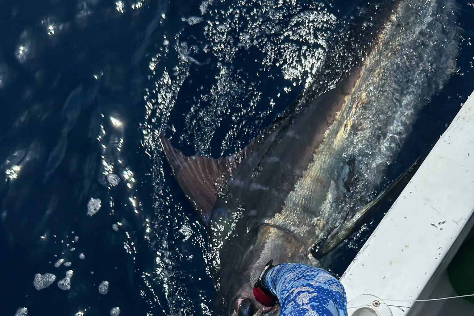 Pesce con il rostro che nuota accanto alla barca durante il rilascio