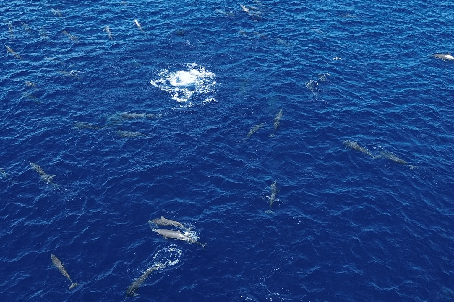 Delfini che nuotano sotto e sulla superficie del mare