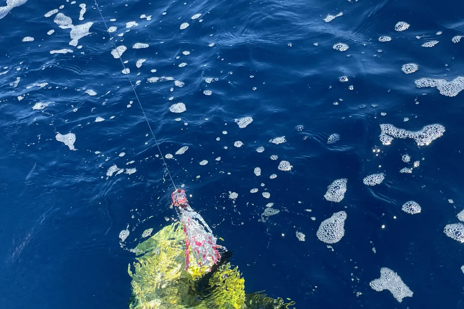 Lampuga con un’esca vicino alla superficie dell’acqua blu