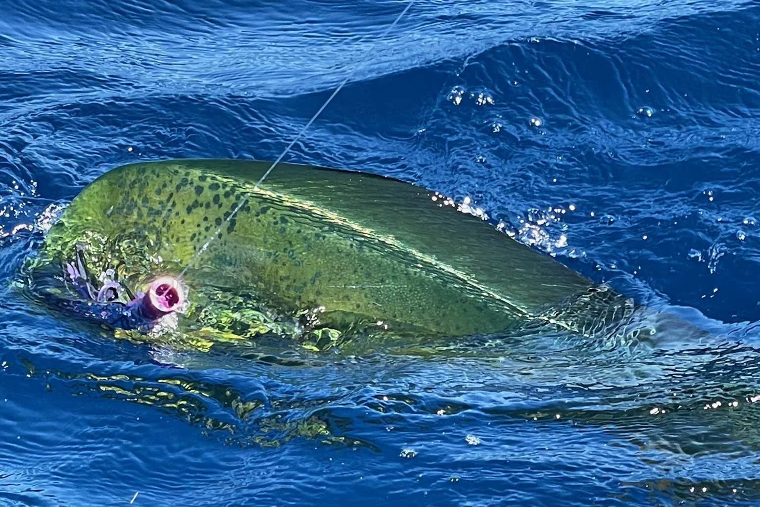 Lampuga accanto a un’esca sulla superficie del mare